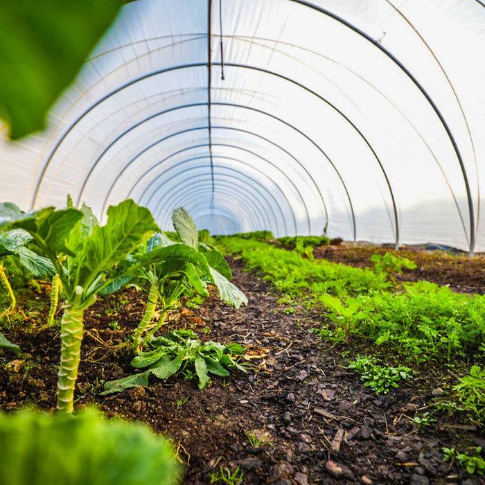 Rows of fresh collard greens and carrots growing in a long, sunlit greenhouse. Organic vegetable farming.