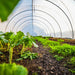 Rows of fresh collard greens and carrots growing in a long, sunlit greenhouse. Organic vegetable farming.