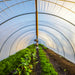 Overhead irrigation sprinkler inside a high tunnel greenhouse with rows of vibrant green vegetables. Sustainable farming.
