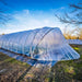 Clear plastic hoop house greenhouse in a field, used for season extension farming and crop protection.