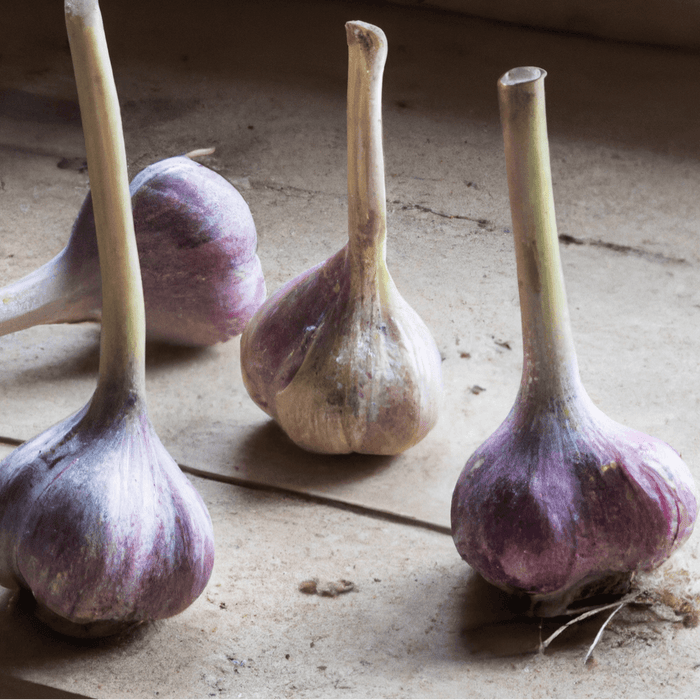 Organic Red Chesnok Garlic (lb)