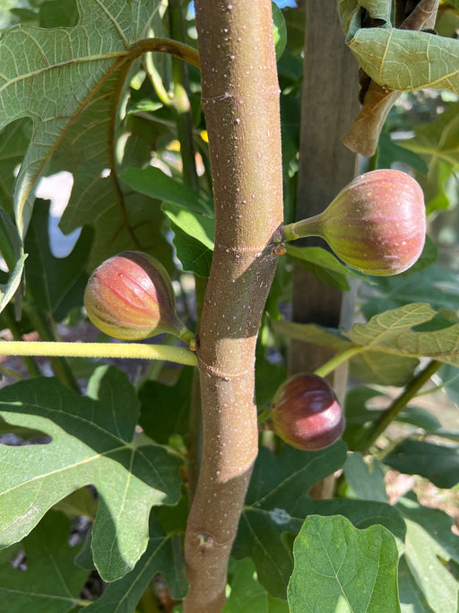 Three young, reddish-green figs growing on a fig tree branch amidst lush green leaves in natural sunlight.