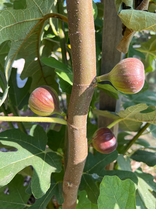 Three young, reddish-green figs growing on a fig tree branch amidst lush green leaves in natural sunlight.