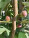 Three young, reddish-green figs growing on a fig tree branch amidst lush green leaves in natural sunlight.