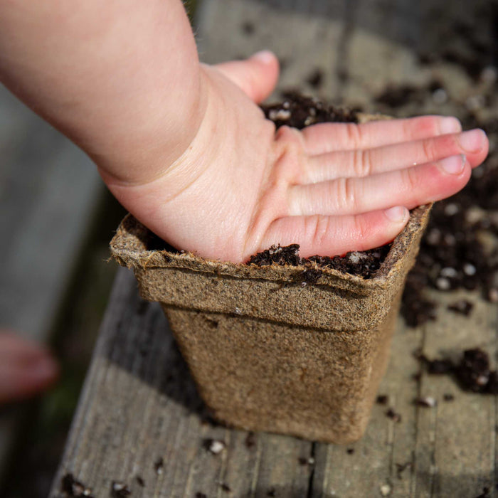 Toddler hand pressing soil in a peat pot for seed starting. Kids gardening activity.