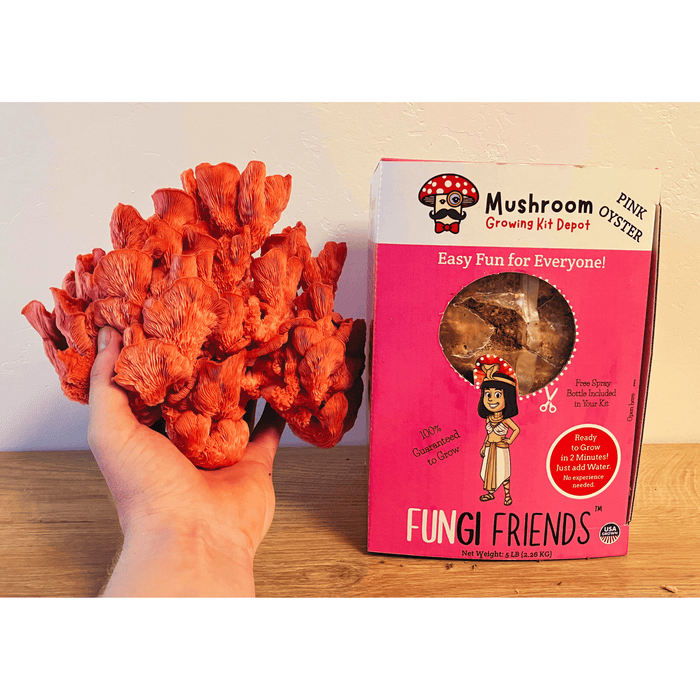 Hand holding vibrant pink oyster mushrooms next to a Fungi Friends Pink Oyster Mushroom Growing Kit. Easy home grow.