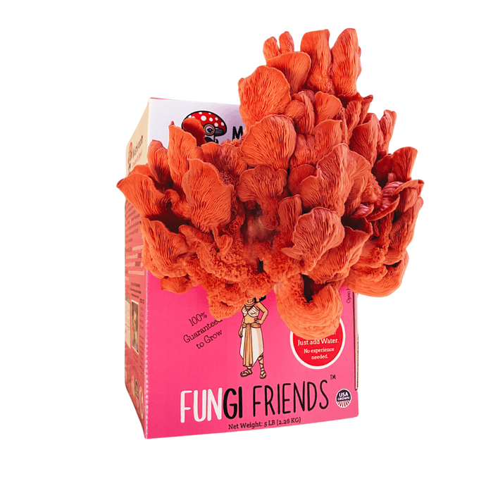 Fungi Friends 5lb pink oyster mushroom grow kit, vibrant mushrooms growing. Easy home cultivation.