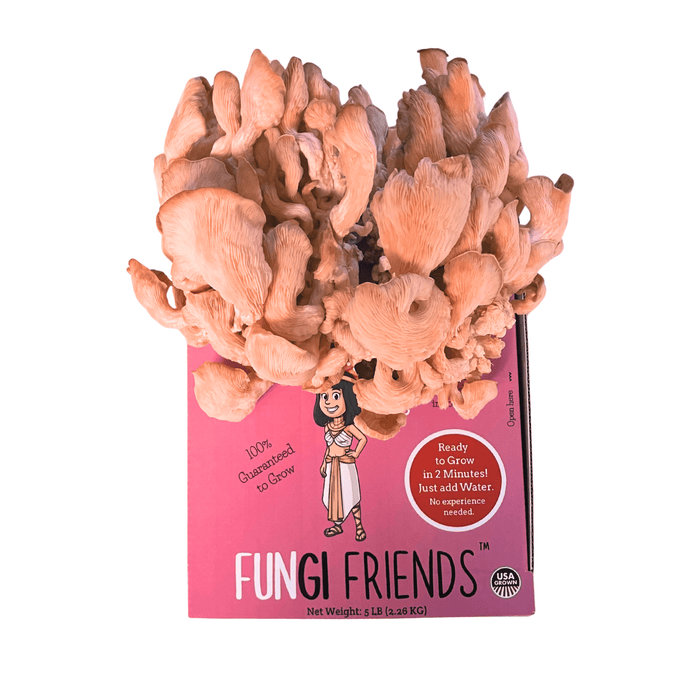 Fungi Friends pink oyster mushroom grow kit with fresh, vibrant pink mushrooms emerging. Easy home cultivation.