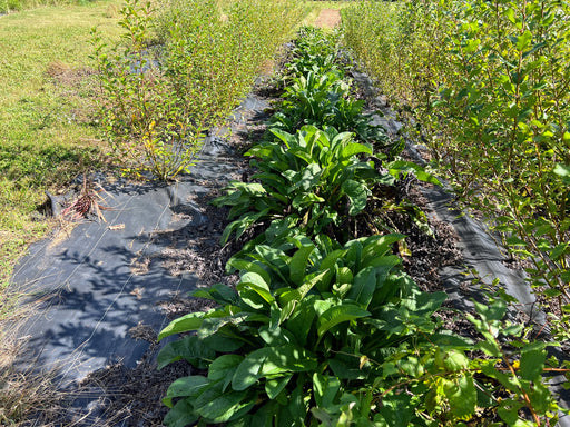 Permaculture garden with rows of comfrey plants and young fruit bushes on black landscape fabric, green grass aisles.