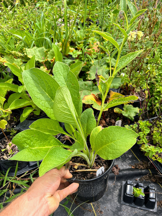 Potted Comfrey plant with textured green leaves held by a hand. Healthy herb for garden or permaculture.