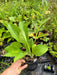 Potted Comfrey plant with textured green leaves held by a hand. Healthy herb for garden or permaculture.