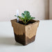 Young dahlia plant seedling in a biodegradable peat pot with a "Labyrinth" plant tag. Ready for gardening.