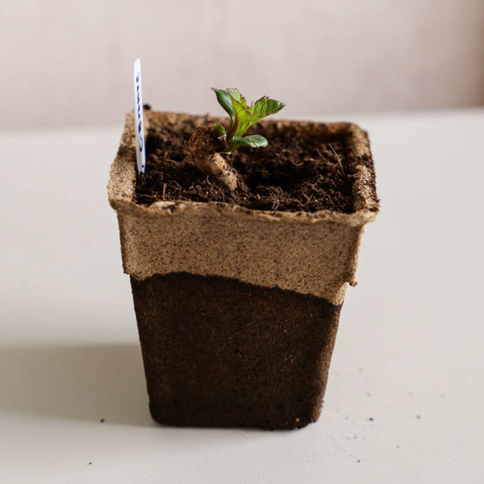 Young dahlia seedling with green leaves sprouting in a square brown peat pot with potting soil and a white plant marker.