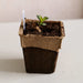 Young dahlia seedling with green leaves sprouting in a square brown peat pot with potting soil and a white plant marker.