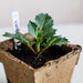 Young dahlia plant growing in a biodegradable peat pot with rich soil and a white plant tag.