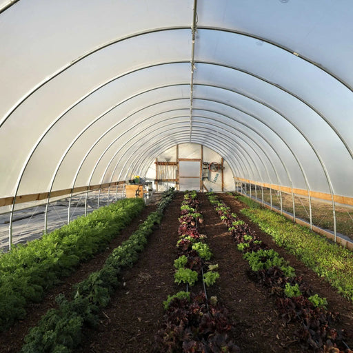 Fresh kale, red and green lettuce, and vegetables growing in neat rows within a bright hoop house for sustainable farming.