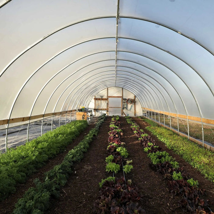 Fresh kale, red and green lettuce, and vegetables growing in neat rows within a bright hoop house for sustainable farming.