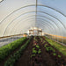 Fresh kale, red and green lettuce, and vegetables growing in neat rows within a bright hoop house for sustainable farming.