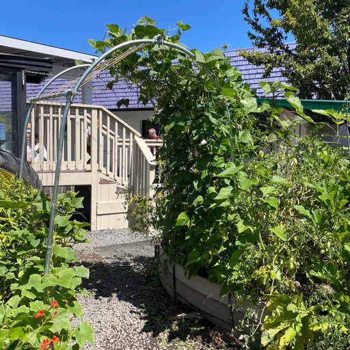 Vibrant backyard garden with pole beans on an arch, raised beds, growing tomatoes & sunflowers, and a gravel path.