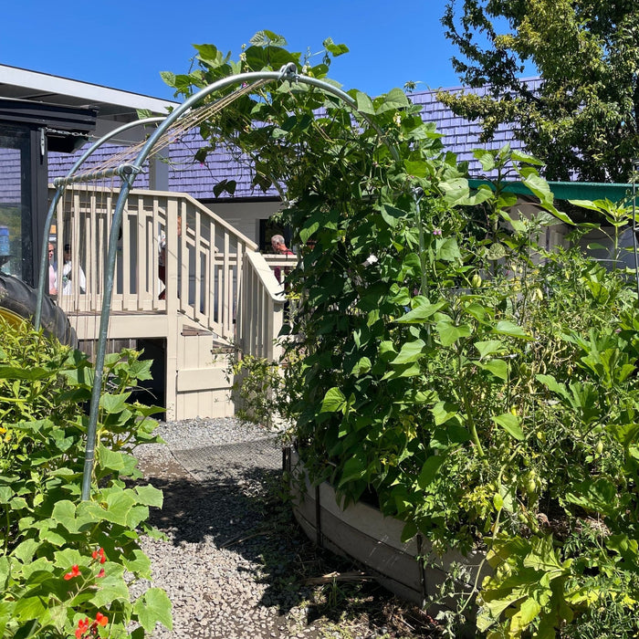 Vibrant backyard garden with pole beans on an arch, raised beds, growing tomatoes & sunflowers, and a gravel path.