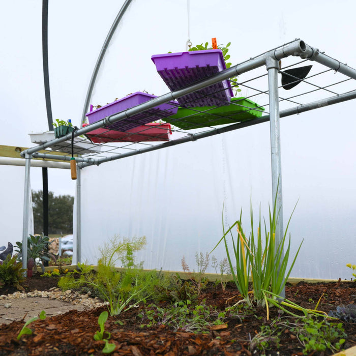 Greenhouse garden with thriving fennel, green onions, and kale in raised beds. Colorful seedling trays hang from the frame.
