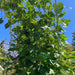Vibrant green bean plants with flowers and hanging beans climbing a garden trellis against a blue sky.