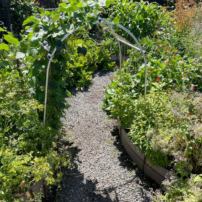 Lush vegetable garden path with a metal archway covered in pole beans. Raised beds feature corn, tomatoes, squash, and herbs.