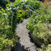 Lush vegetable garden path with a metal archway covered in pole beans. Raised beds feature corn, tomatoes, squash, and herbs.