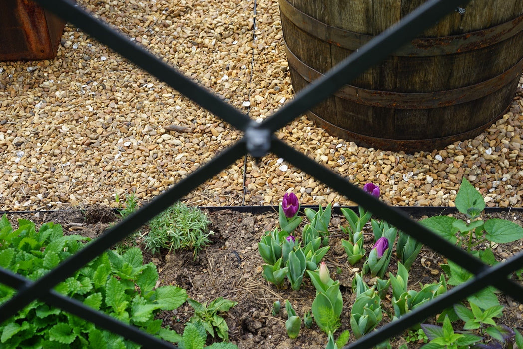 Black fence frames a spring garden with blooming purple tulips, mint, and herbs. Gravel path and wooden barrel in background.