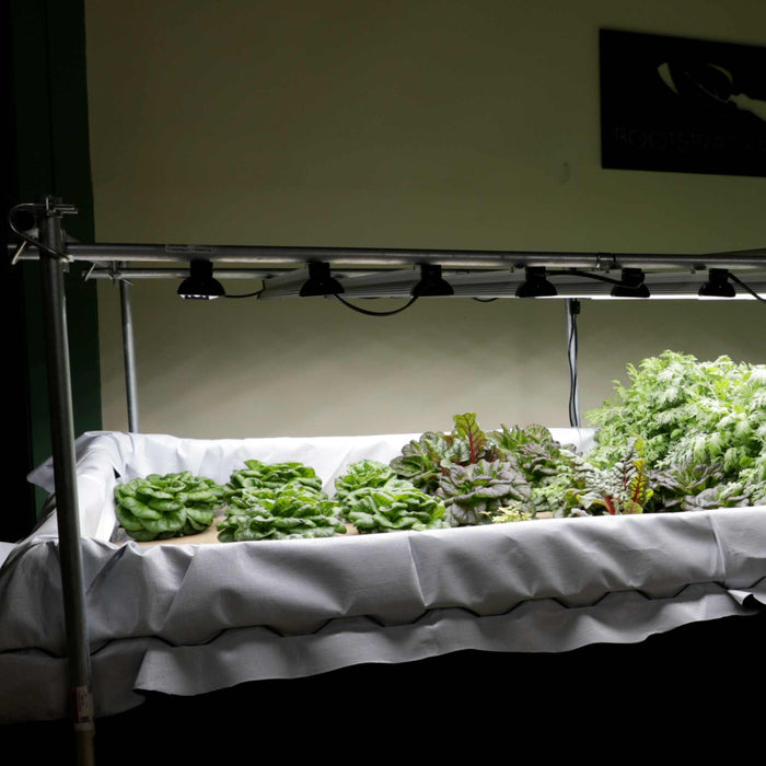 Indoor hydroponic garden with rows of fresh lettuce, chard, and other leafy greens thriving under LED grow lights.