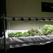 Indoor hydroponic garden with rows of fresh lettuce, chard, and other leafy greens thriving under LED grow lights.