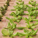 Hydroponic lettuce and red sorrel growing in rows on pink trays. Indoor vertical farm for fresh produce.