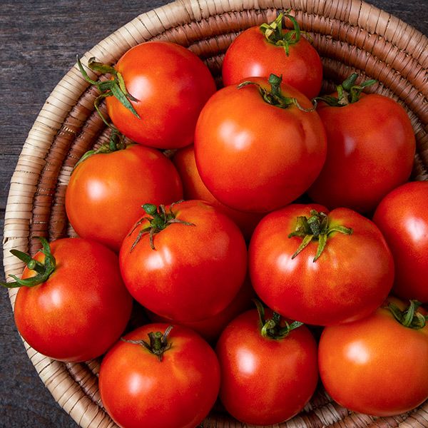 Harvested ripe red tomatoes in a rustic wicker basket. Fresh garden produce, healthy eating.
