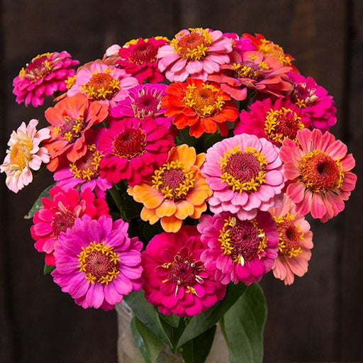 Vibrant summer zinnia bouquet with pink, orange, and fuchsia flowers, yellow centers, against a dark wood background.