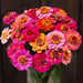 Vibrant summer zinnia bouquet with pink, orange, and fuchsia flowers, yellow centers, against a dark wood background.