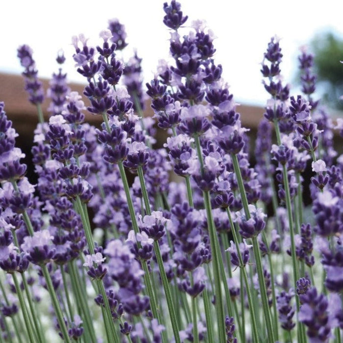 Close-up of blooming purple lavender flowers with green stems. Fragrant plant for gardens, aromatherapy.