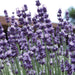Close-up of blooming purple lavender flowers with green stems. Fragrant plant for gardens, aromatherapy.