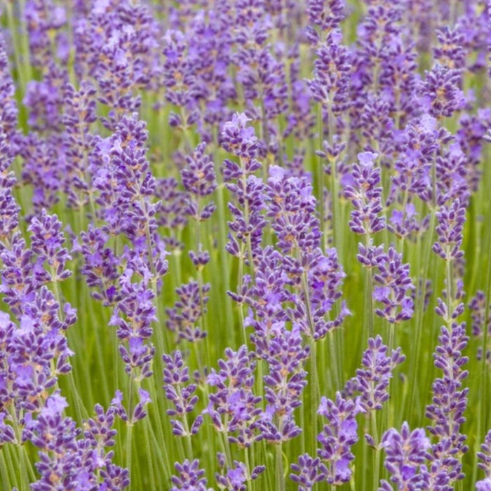Fragrant purple lavender flowers in full bloom, with lush green stems.