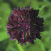Deep black-red Centaurea flower bloom, vibrant pink and white speckled center, green foliage.