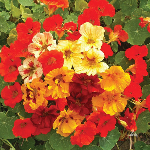 Vibrant nasturtium flower mix: bright red, orange, yellow, and cream edible blooms with green leaves.
