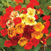 Vibrant nasturtium flower mix: bright red, orange, yellow, and cream edible blooms with green leaves.