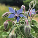 Star-shaped blue borage flower, black stamens, fuzzy stems, leaves, and buds. Edible garden herb.