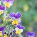 Vibrant purple and yellow pansies blooming in a garden. Close-up of colorful spring flowers with green foliage.