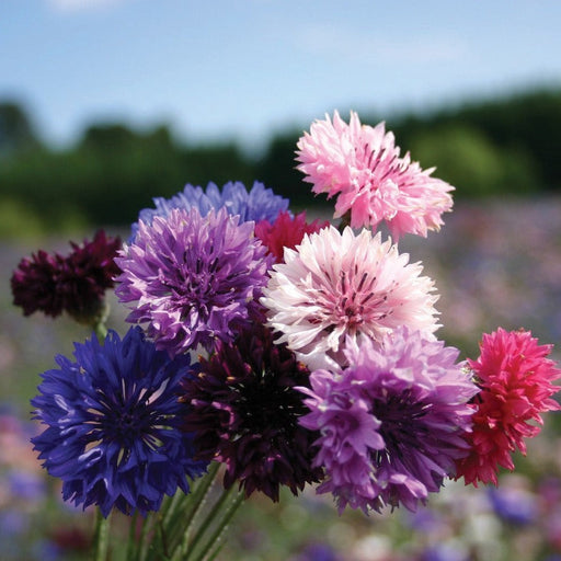 Colorful cornflower bouquet with pink, purple, blue, white, and red blooms in a sunny field.