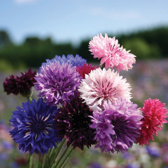 Colorful cornflower bouquet with pink, purple, blue, white, and red blooms in a sunny field.
