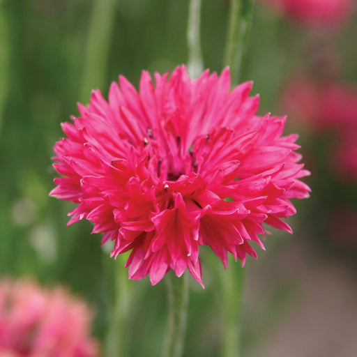 Vibrant fuchsia pink cornflower bloom with ruffled petals. Beautiful garden flower.