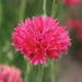Vibrant fuchsia pink cornflower bloom with ruffled petals. Beautiful garden flower.