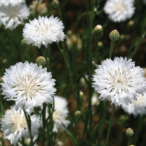 Vibrant white cornflowers blooming in a garden, with green foliage and a tiny ladybug on a bud.