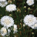 Vibrant white cornflowers blooming in a garden, with green foliage and a tiny ladybug on a bud.
