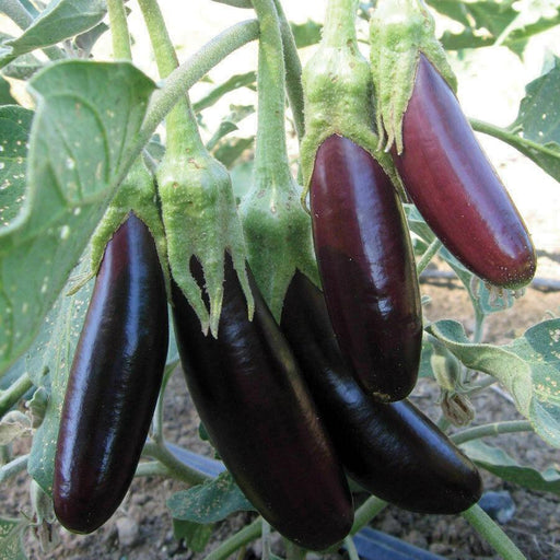Slender dark purple eggplants growing on a plant in a garden. Fresh harvest.